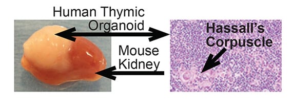 Figures describing humanized mouse core service research