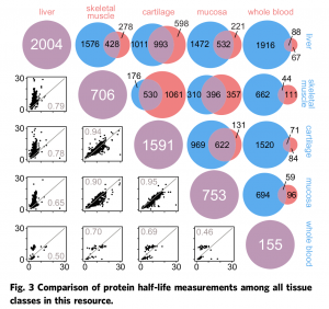 scientific figure comparing half-life values of proteins in various tissues